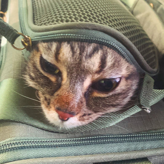 Purring: The Sound of Absolute Control